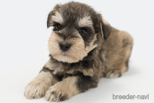 成約済の神奈川県のミニチュアシュナウザー-348342の2枚目